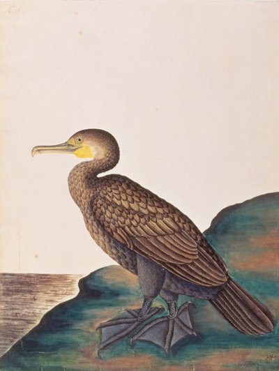 Great Cormorant, from Drawings of Birds from Malacca, c.1805-18 by Chinese School